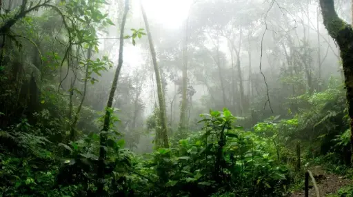 Capacitación en Contratos Inteligentes para Sector Forestal